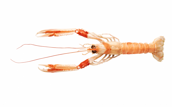 LANGOUSTINE