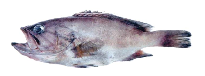 MÉROU