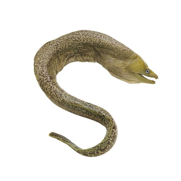 MURÈNE