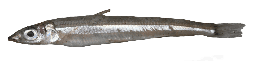 PETITE ARGENTINE - 29.594594594594593 dh/kg