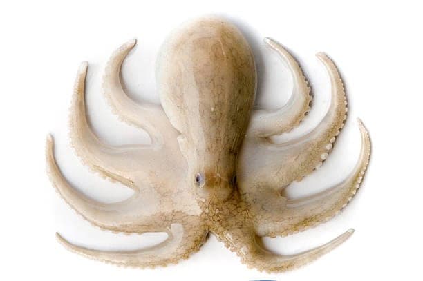 POULPE BLANC