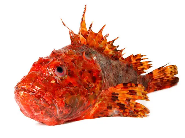 RASCASSE ROUGE - 38.68766666666667 dh/kg
