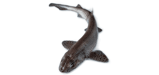 PETITE ROUSSETTE - 10 dh/kg