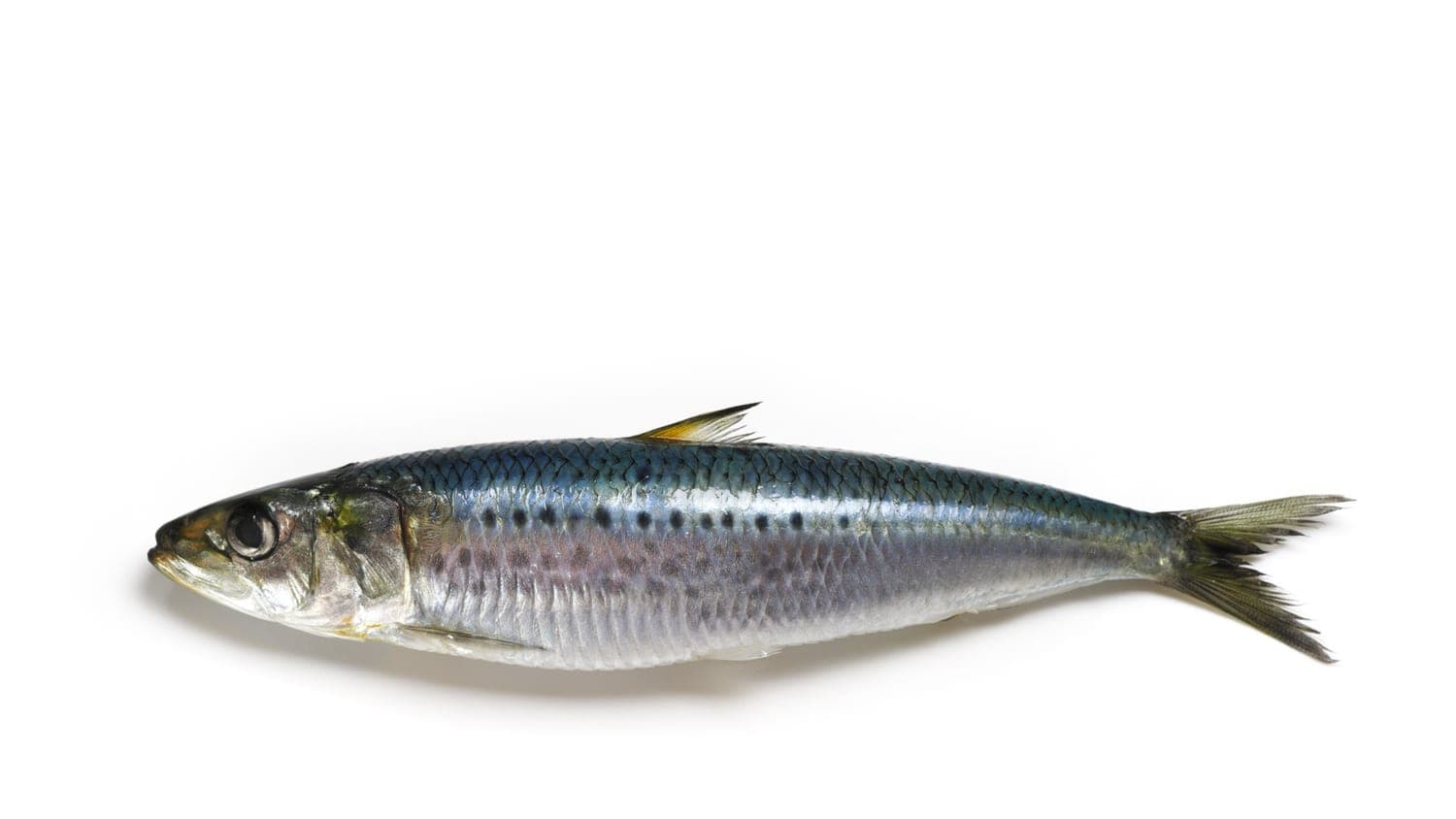 SARDINE - 1.389182450420687 dh/kg