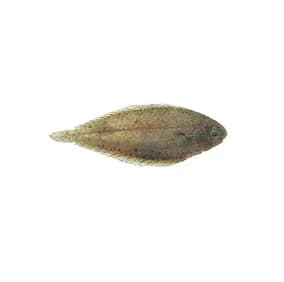 SOLE DU SENEGAL