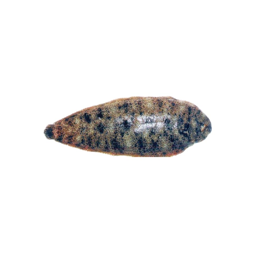 SOLE RUARDON