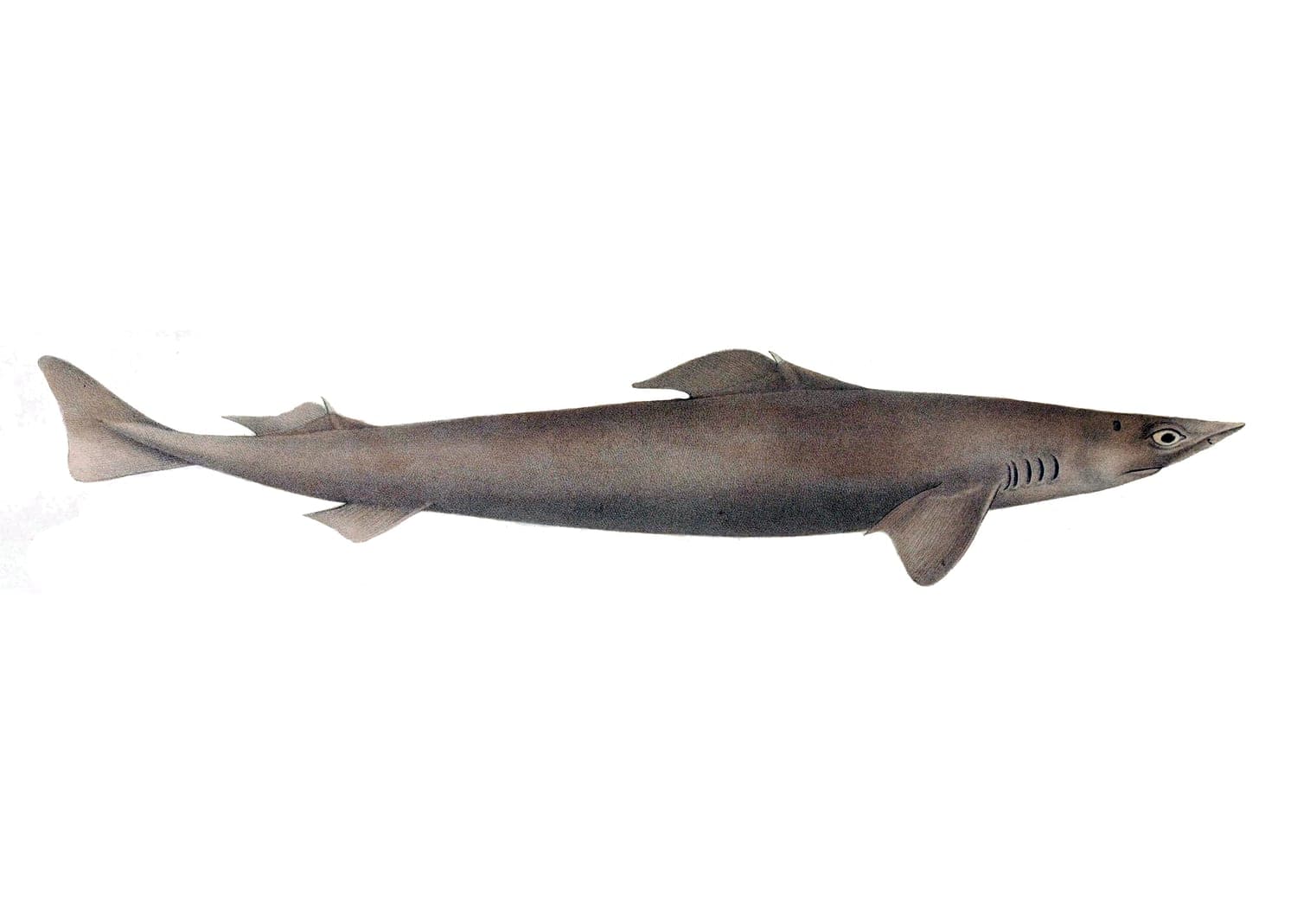 SQUALE CHAGRIN