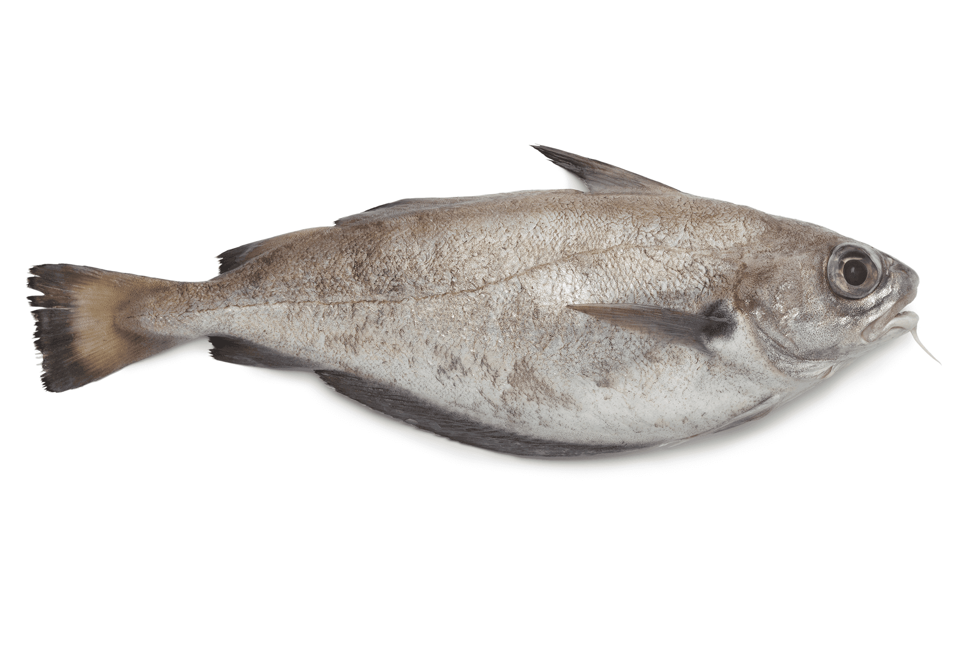 TACAUD